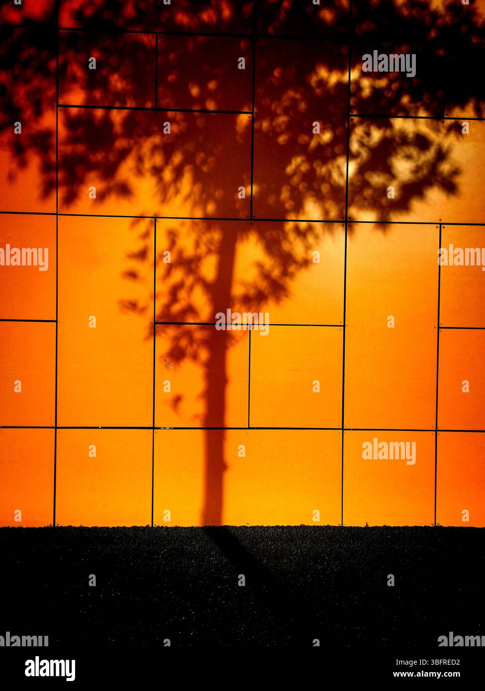 Dans la lumière du soleil de l'après-midi, une ombre détaillée d'un arbre se projette sur un mur orange vif. Banque D'Images