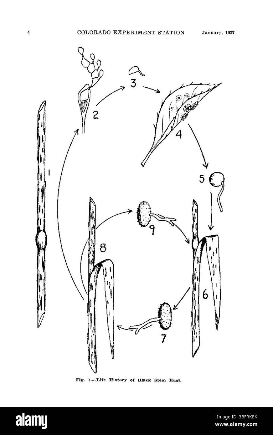 Ce document de janvier 1927 décrit les efforts déployés au Colorado pour éradiquer la plante de l'épine-vinette, un hôte clé pour le champignon de la rouille de la tige noire qui affecte les cultures de blé. Il décrit des méthodes pour contrôler la propagation de cette maladie et son impact sur l'agriculture. Banque D'Images