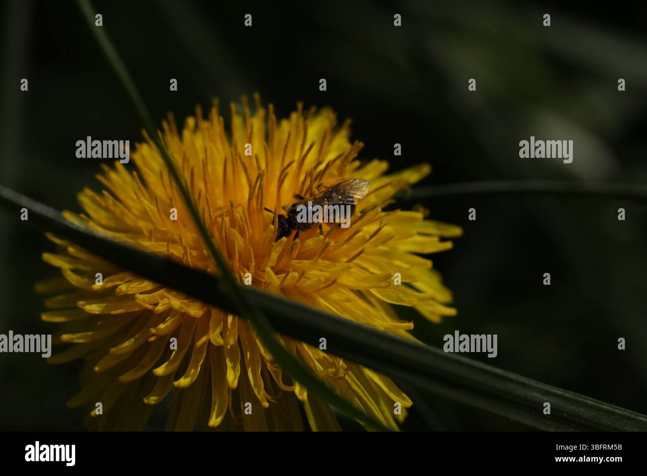 Petite abeille sur le pissenlit jaune vif dans le jardin Banque D'Images