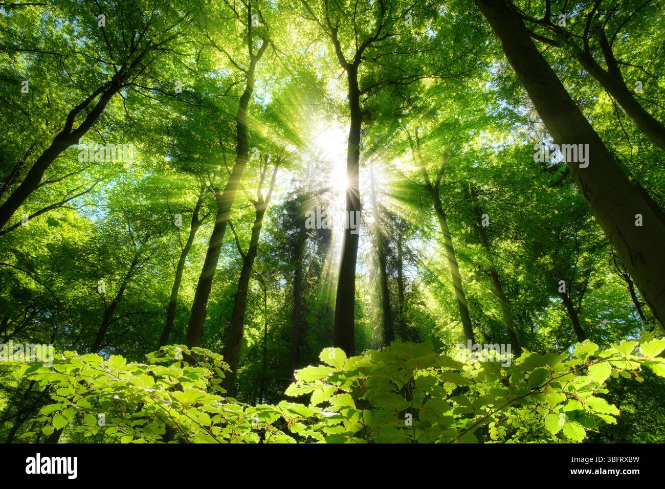 Couvert forestier pittoresque avec des feuilles vert vif, le soleil et de beaux faisceaux de lumière. De grands hêtres par une belle journée ensoleillée au printemps. Banque D'Images