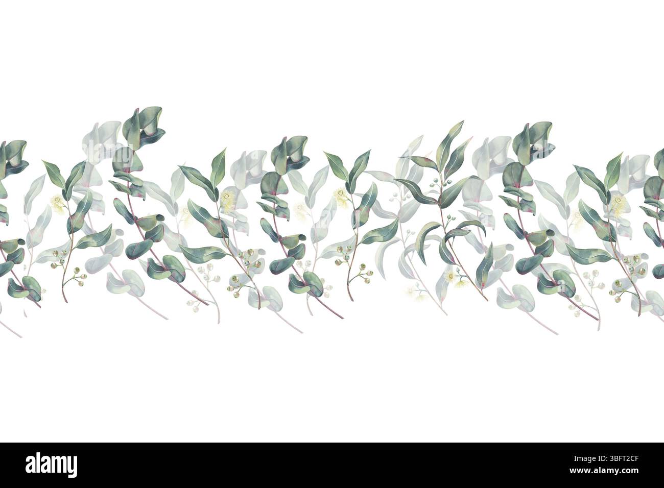 Bordure sans couture d'eucalyptus, branches avec des feuilles, des fleurs et des pousses au milieu, aquarelle sur fond blanc pour l'image de marque, impression sur textile Banque D'Images
