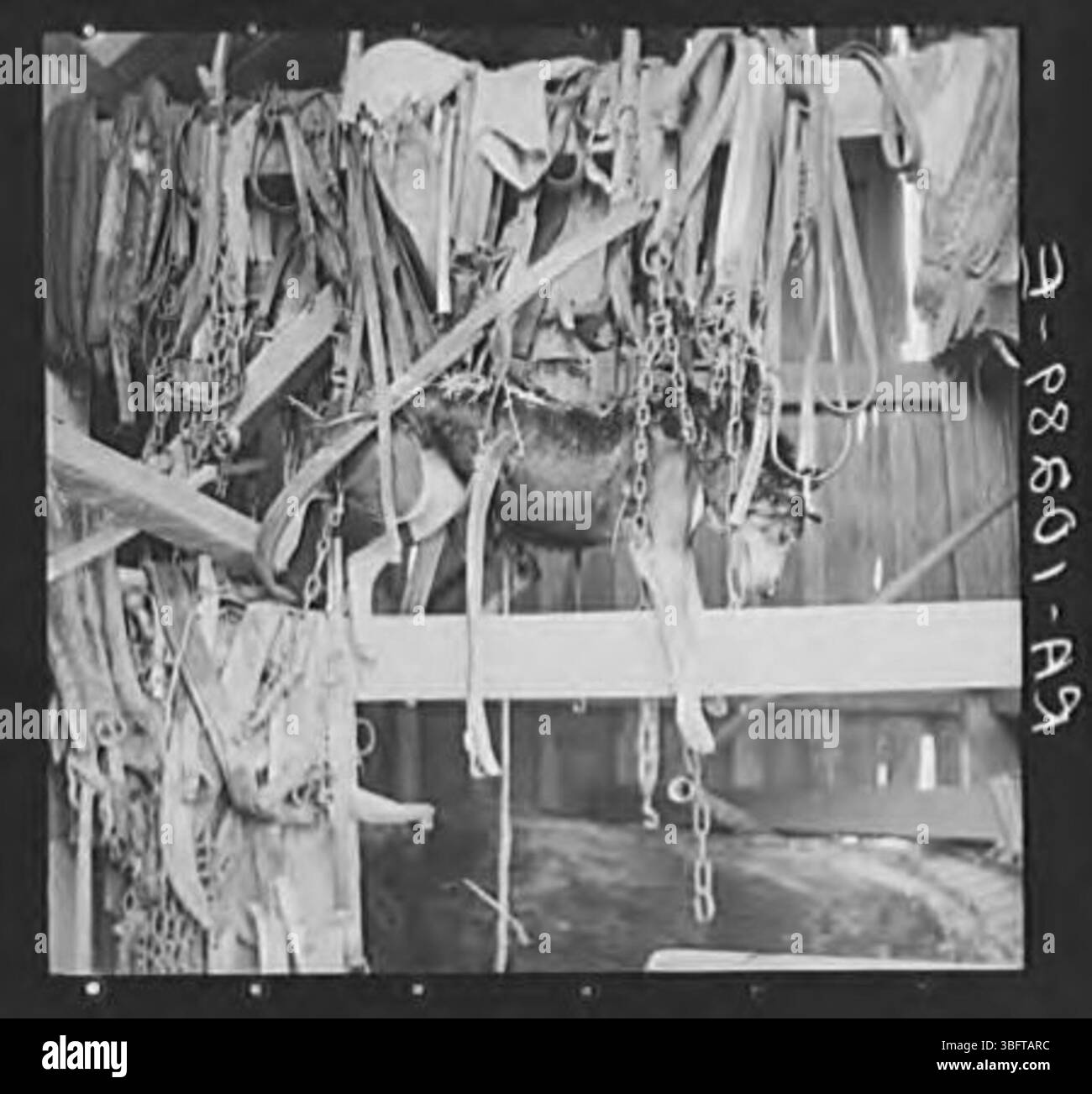 Un chien policier s’est noyé lors d’une inondation après s’être emmêlé dans des harnais, mettant en évidence les risques pour les animaux lors de catastrophes naturelles. Banque D'Images