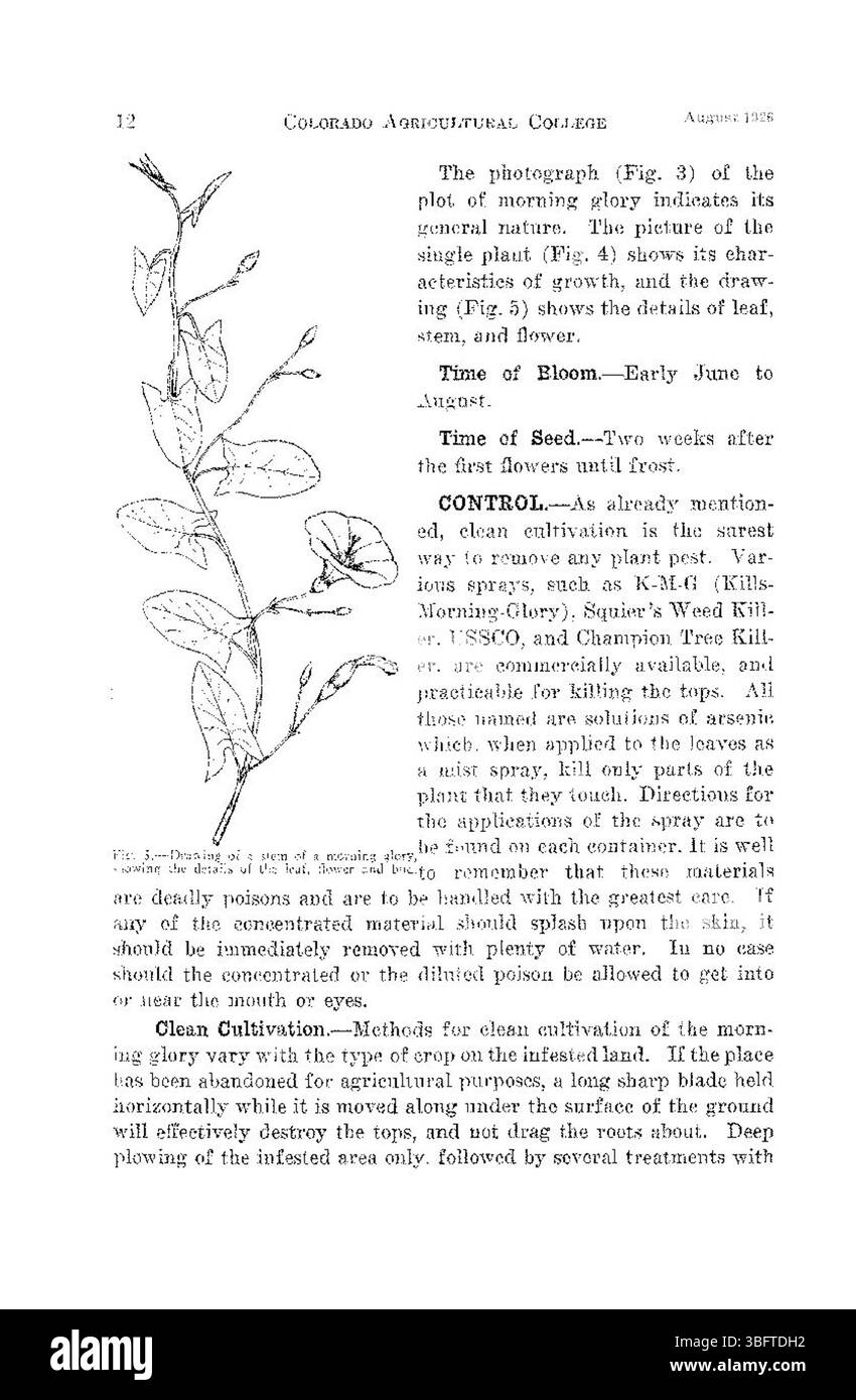 Cette page traite de trois mauvaises herbes vivaces importantes dans le Colorado, identifiées en août 1926. Le document fournit des détails sur leurs caractéristiques, leurs schémas de croissance et leur impact sur l'agriculture et les écosystèmes locaux. Banque D'Images