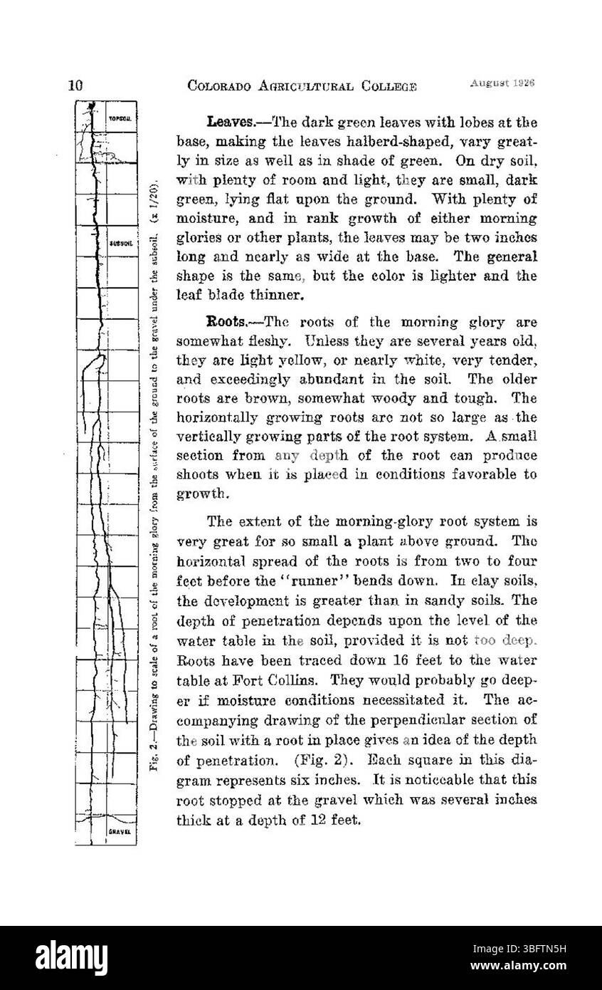 Le document d'août 1926 traite de la nature persistante de trois mauvaises herbes vivaces au Colorado et de leur impact sur l'agriculture locale. Ces mauvaises herbes surpassent les cultures et les plantes indigènes, réduisant la santé des sols et contribuant au déclin agricole dans la région. Banque D'Images