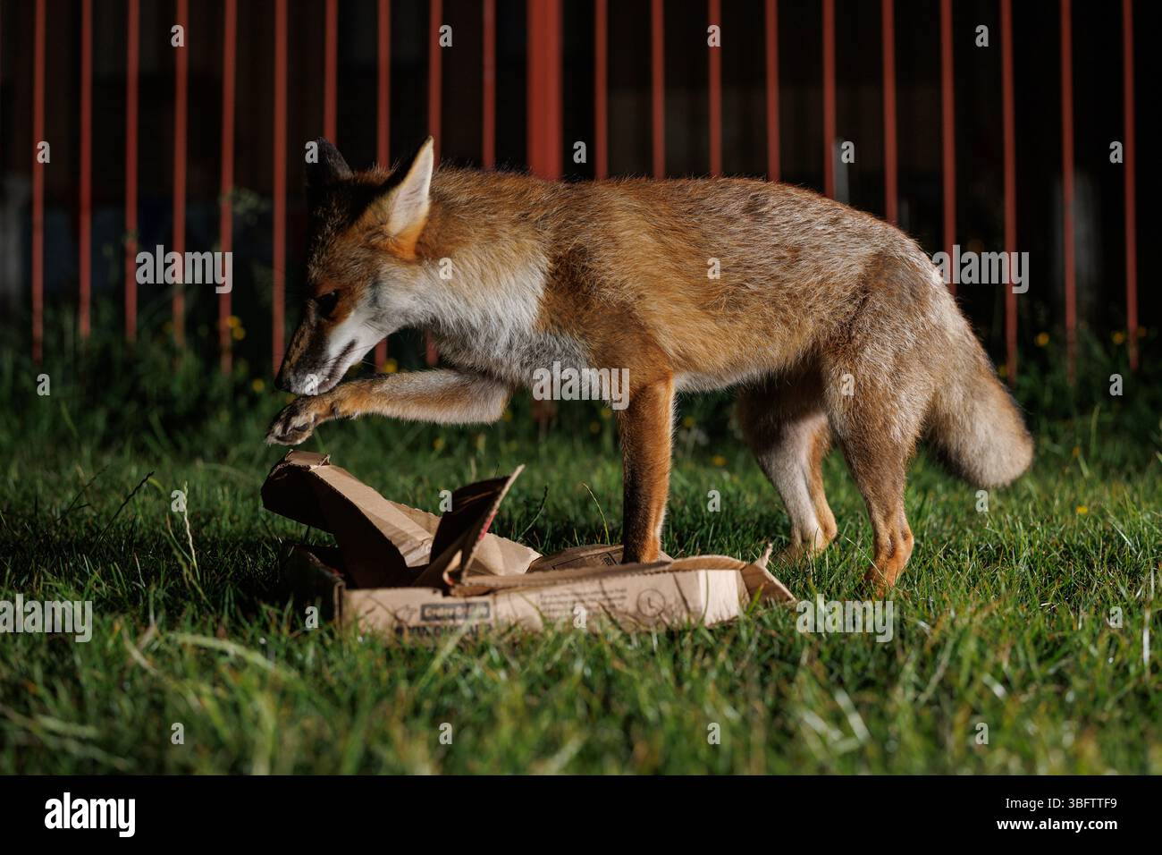 Renard urbain errant sur un terrain de jeu local Banque D'Images
