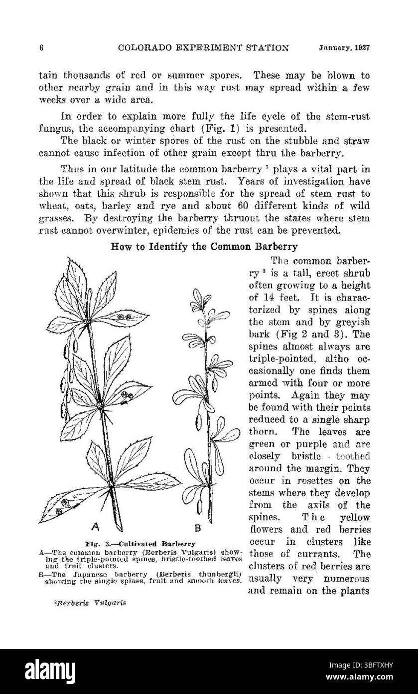Cette page continue de couvrir l'éradication de l'épine-vinette et le rôle de l'épine-vinette comme hôte de la rouille de la tige noire. Il donne un aperçu des efforts déployés pour limiter la propagation de la maladie dans les régions productrices de blé du Colorado. Banque D'Images