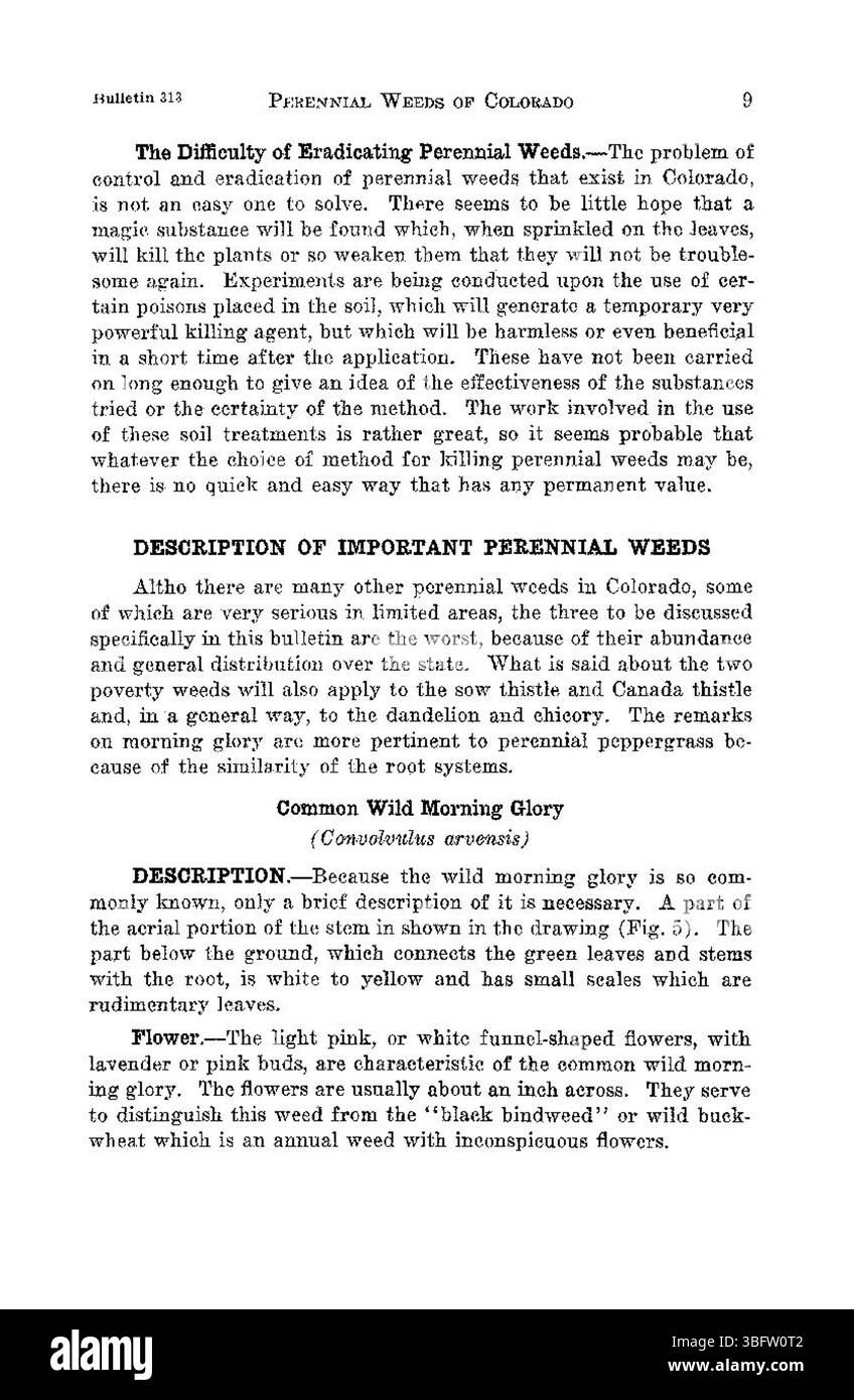 Cette publication de 1926 traite de trois mauvaises herbes vivaces qui constituent des menaces importantes pour les écosystèmes du Colorado. Ces mauvaises herbes perturbent l'équilibre naturel en concurrençant les plantes indigènes, affectant à la fois la santé des sols et la biodiversité, et posant des défis à l'agriculture. Banque D'Images