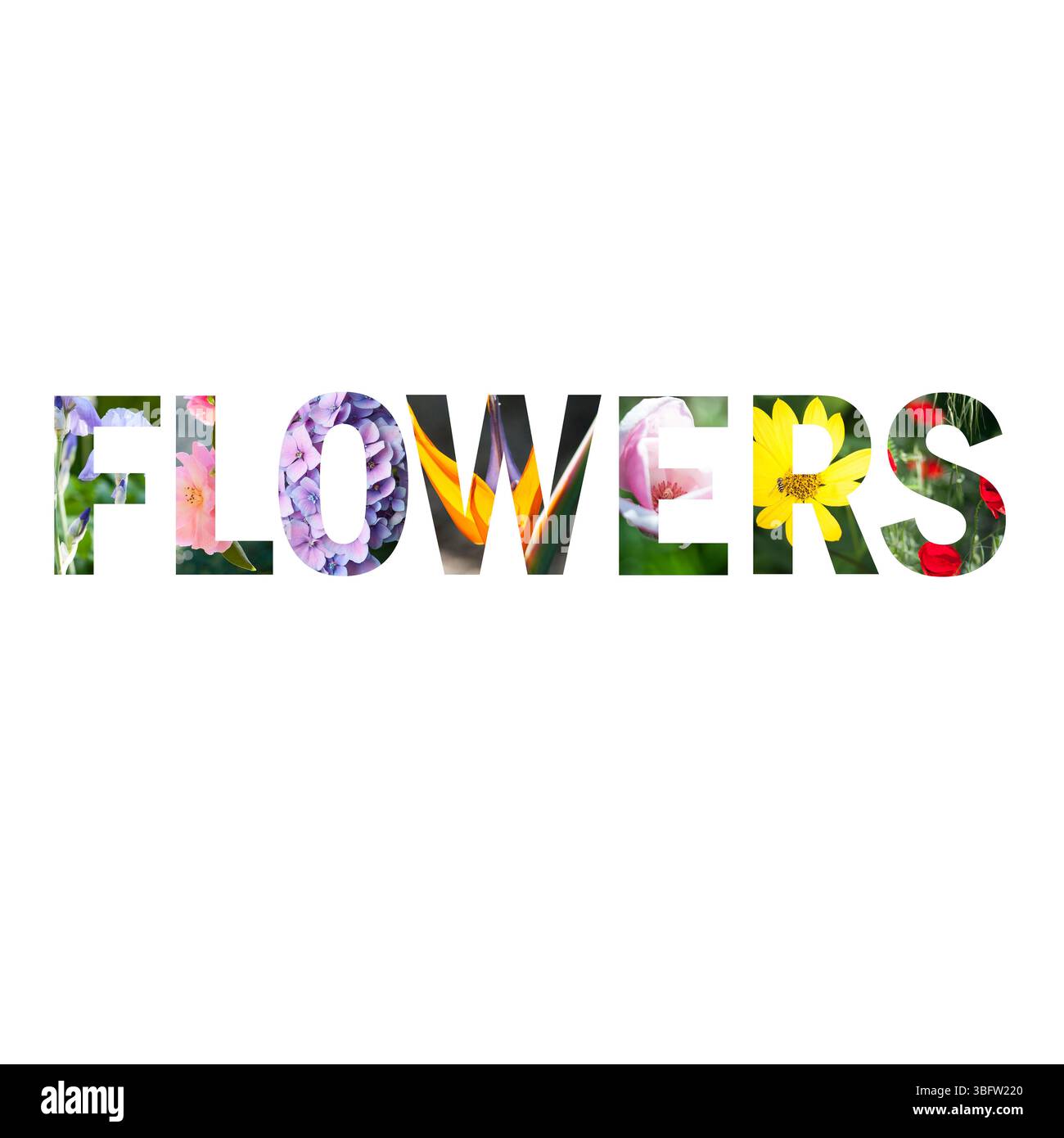 lettres de fleurs Banque D'Images lettres de fleurs Banque D'Images