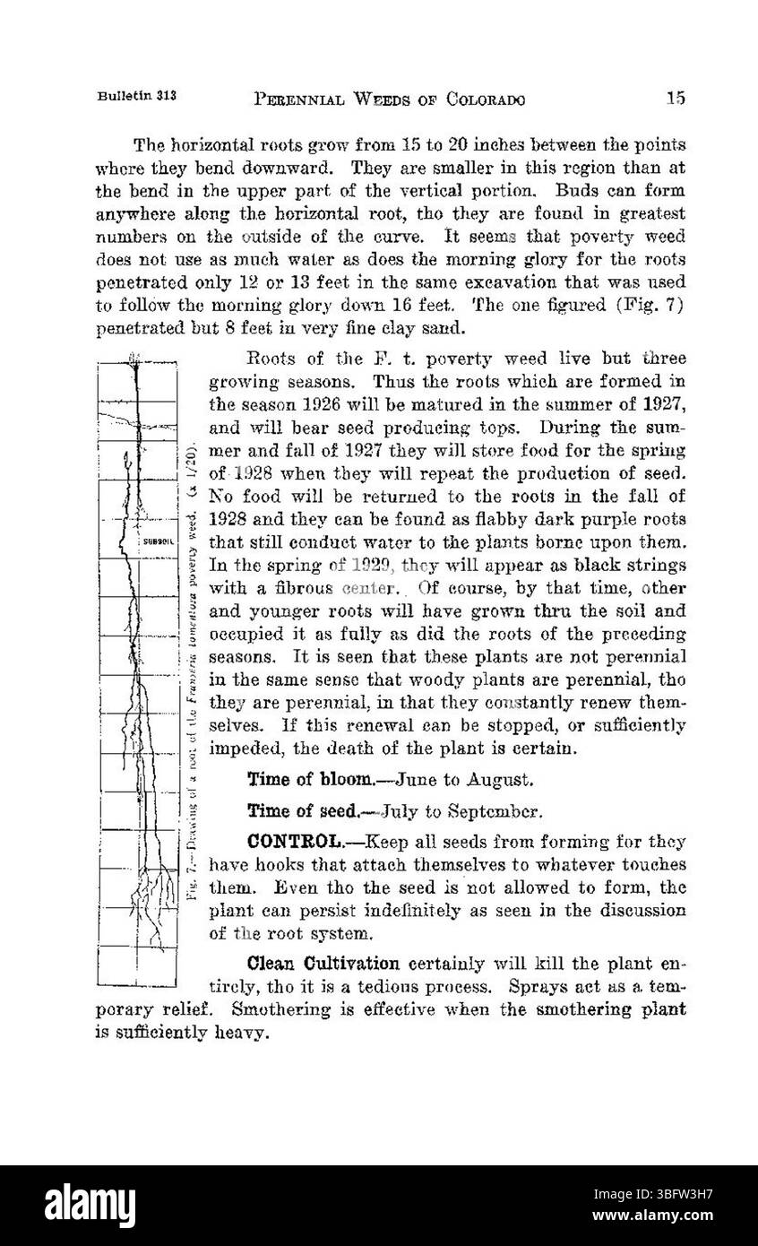 Cette page poursuit l'exploration de trois mauvaises herbes vivaces importantes au Colorado, en soulignant leur impact sur les écosystèmes locaux et la productivité agricole en 1926. Banque D'Images