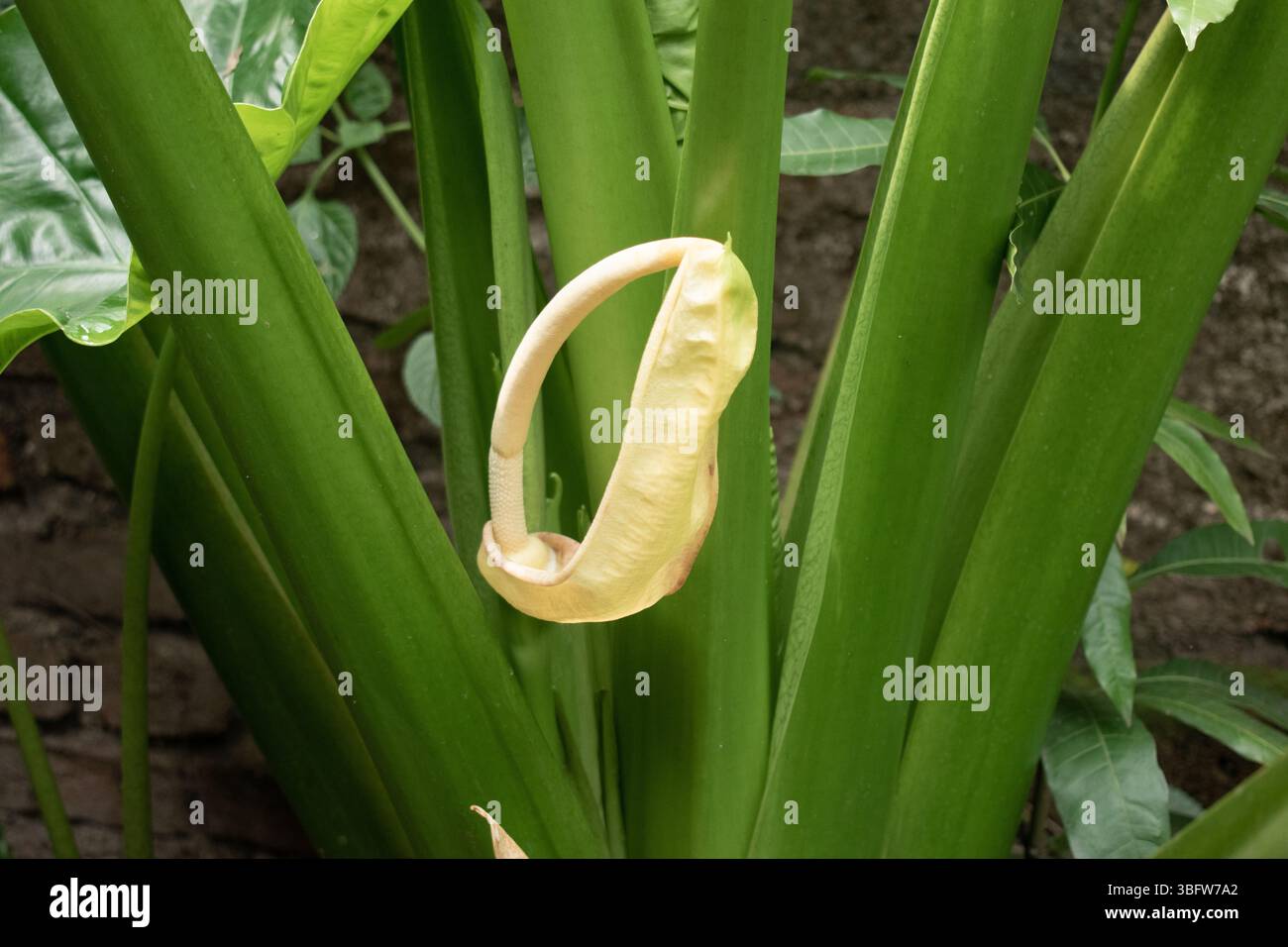 La fleur colocasia arbi, rare et frappante, fleurit de la plante taro avec une spathe jaune pâle et un spadix, ajoutant un charme exotique aux jardins. Banque D'Images
