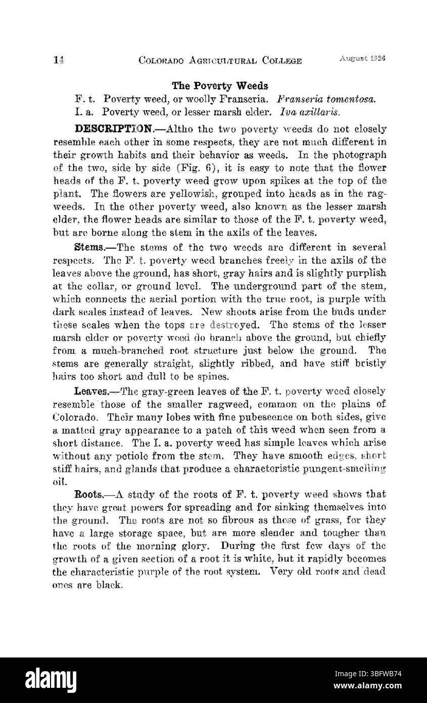 Cette page examine plus en détail l'impact de trois mauvaises herbes vivaces au Colorado, en mettant particulièrement l'accent sur leur influence sur l'agriculture locale et la stabilité de l'écosystème en 1926. Banque D'Images