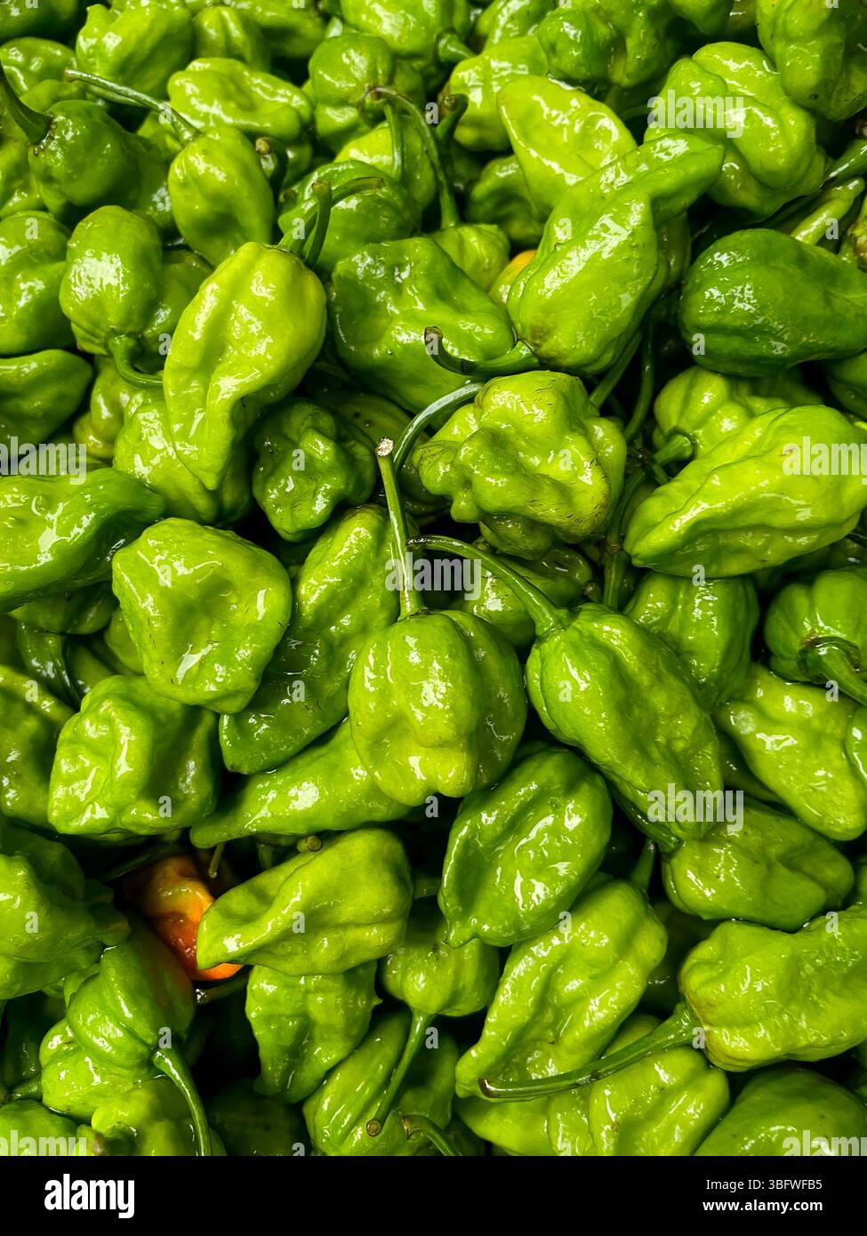 le piment naga, également connu sous le nom de bhut jolokia ou poivre fantôme, est un piment très chaud connu pour sa chaleur extrême. Banque D'Images
