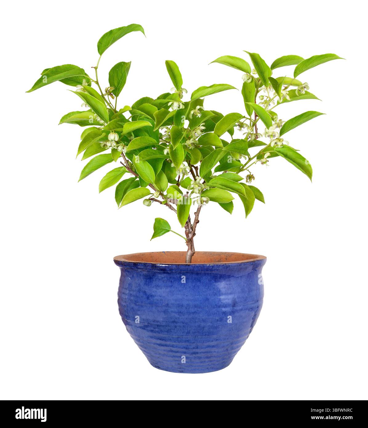 Baie de kiwi comme plante en pot avec fleurs et fructification Banque D'Images