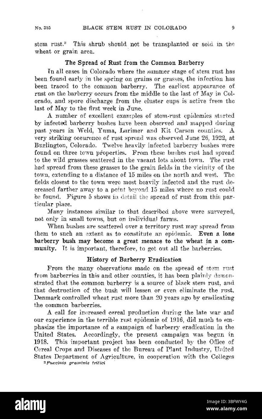 Le document examine les efforts en cours pour éradiquer l'épine-vinette au Colorado, en soulignant son rôle en tant que facteur critique dans le contrôle de la rouille de la tige noire et la protection des cultures de blé. Banque D'Images