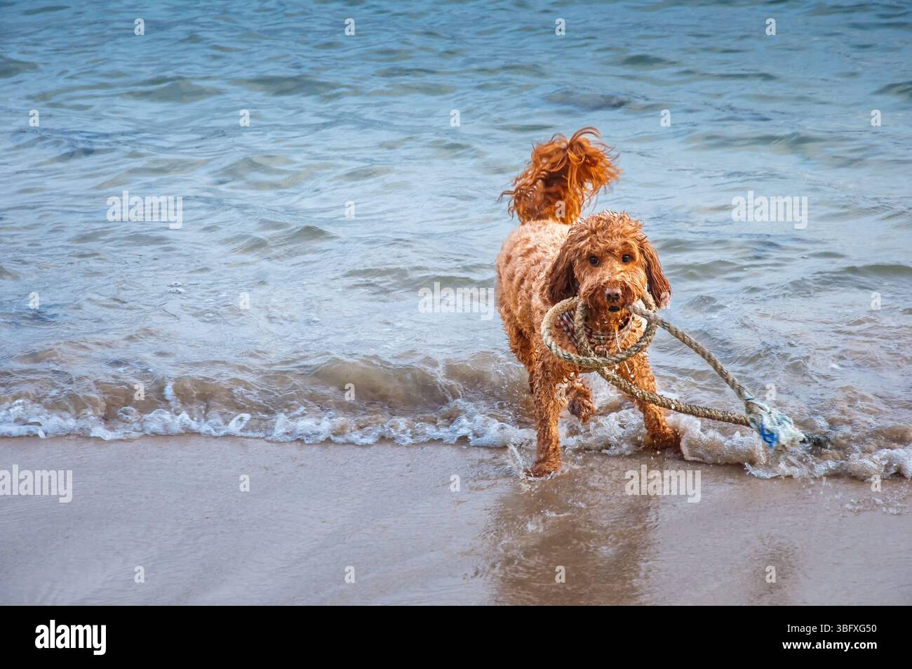 Un chien brun aux cheveux bouclés se tient dans l'eau peu profonde à la plage, tenant fièrement un jouet de corde dans sa bouche, profitant d'un moment ludique au bord de la mer. Banque D'Images
