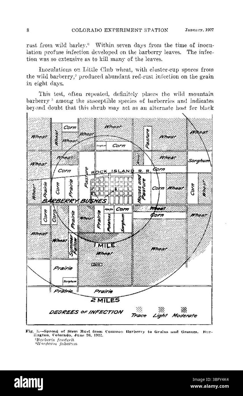 Cette page met en évidence la relation entre l'éradication de l'épine-vinette et le contrôle de la rouille de la tige noire au Colorado. Il traite des efforts déployés pour limiter la propagation de cette maladie fongique dévastatrice. Banque D'Images