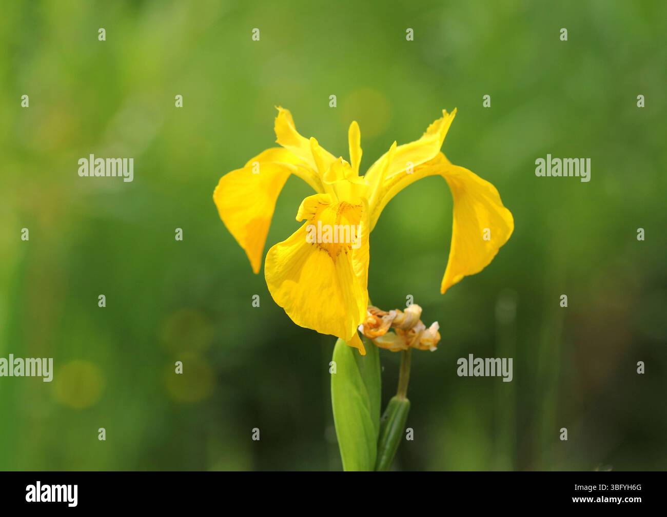 Un gros plan de l'Iris drapeau jaune, Iris pseudacorus, floraison en juin. ROYAUME-UNI. Banque D'Images