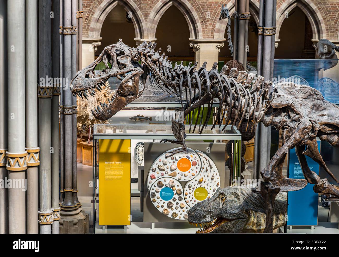 Musée d'histoire naturelle de l'Université d'Oxford, Angleterre, Royaume-Uni Banque D'Images