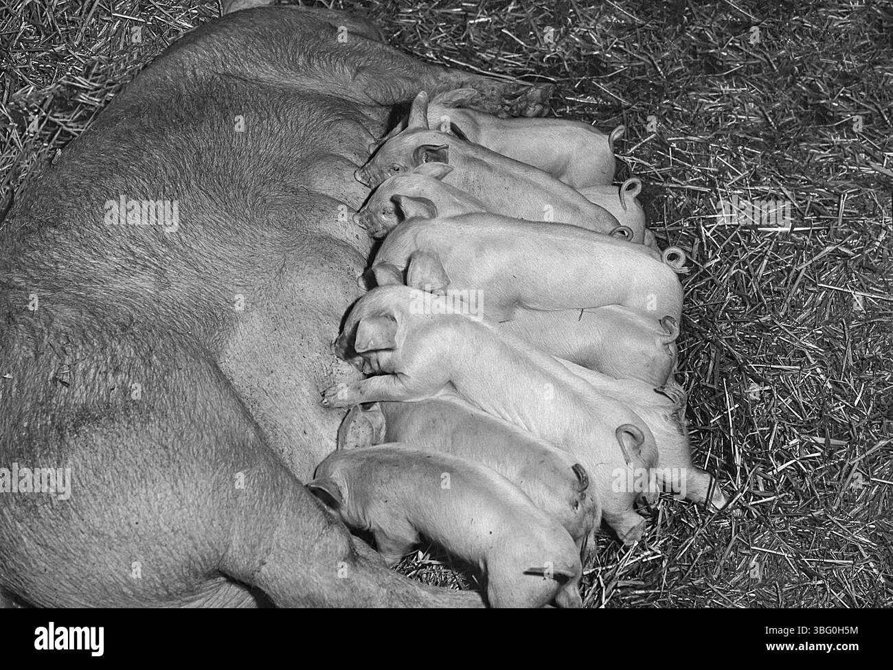 Dix porcelets allaitant sur la truie, ferme, Bavière, Allemagne, Europe Banque D'Images