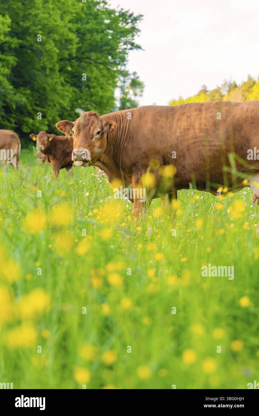 Vaches qui paissent sur une prairie en fleurs, entourées d'arbres et de fleurs, Gechingen, district de Calw, Allemagne, Europe Banque D'Images