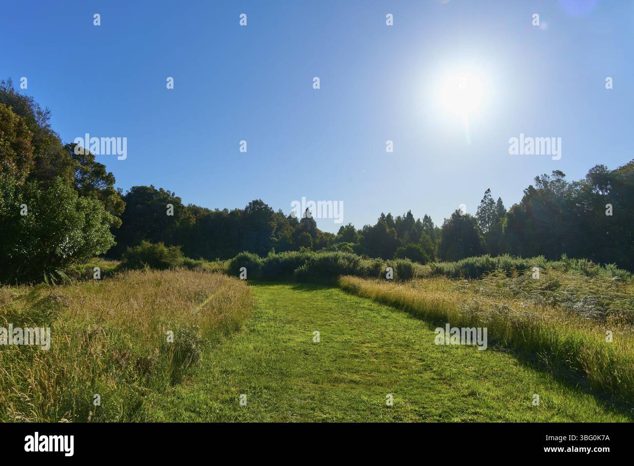 Un pré ensoleillé sous un ciel bleu clair, entouré d'arbres denses, lac Mahinapua, Ruatapu, Île du Sud, Nouvelle-Zélande, Océanie Banque D'Images