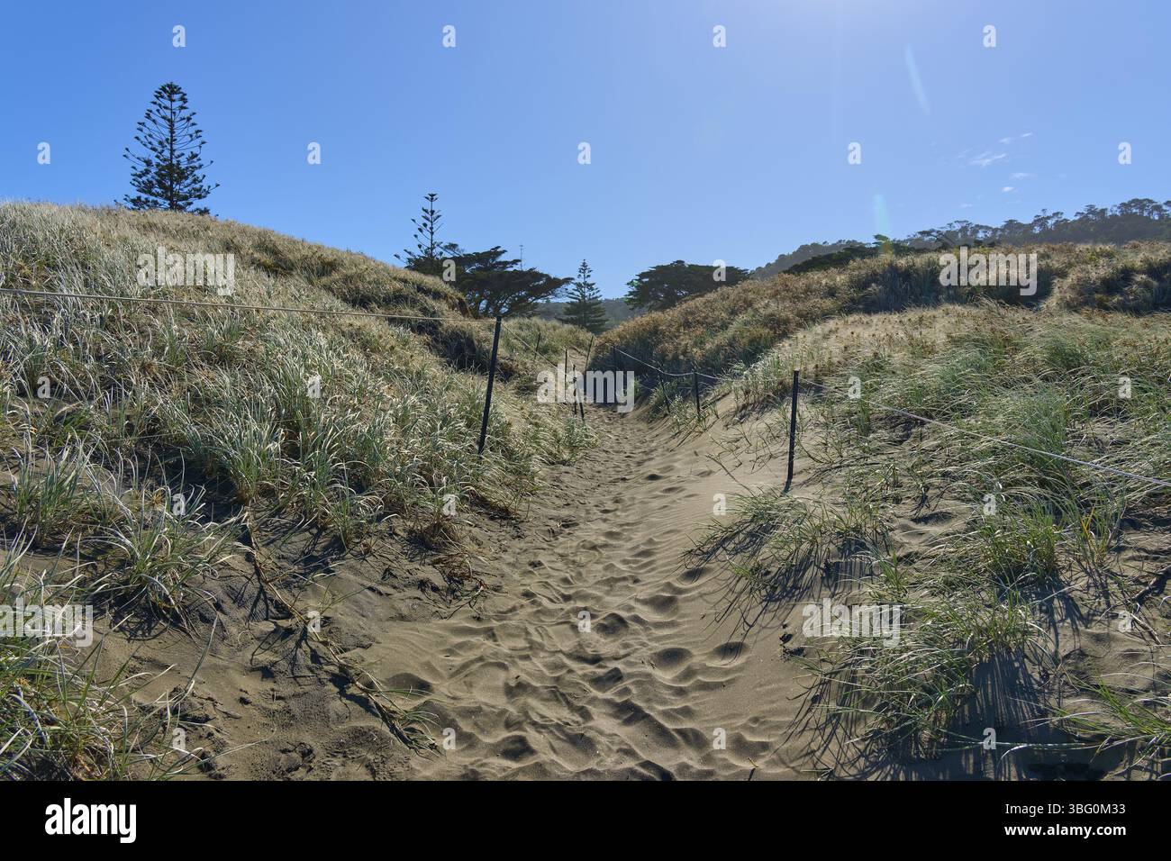 Chemin ensoleillé à travers des dunes herbeuses avec ciel bleu clair, Muriwai Beach, Auckland, Île du Nord, Nouvelle-Zélande, Océanie Banque D'Images