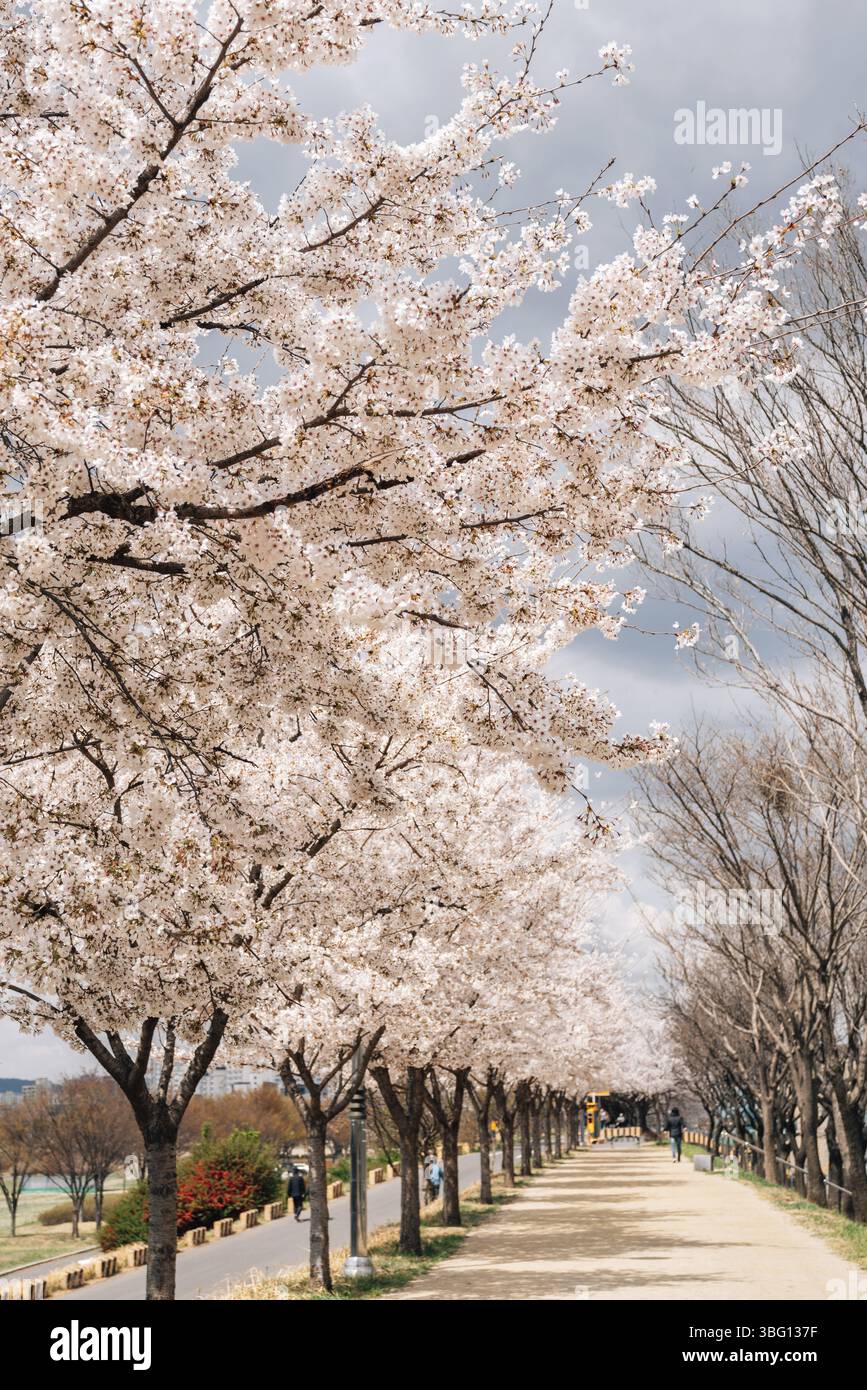Parc riverain de Dongchon avec des cerisiers en fleurs à Daegu, Corée Banque D'Images