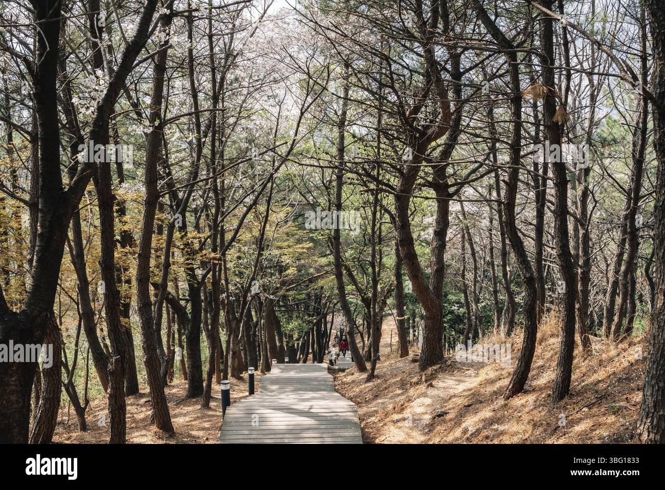 Sentier forestier de montagne Dongnae Eupseong à Busan, Corée Banque D'Images