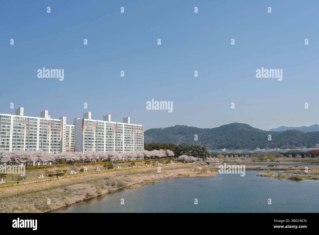 Parc de la rivière Miryang et immeuble d'appartements avec des fleurs de cerisier à Miryang, Corée Banque D'Images