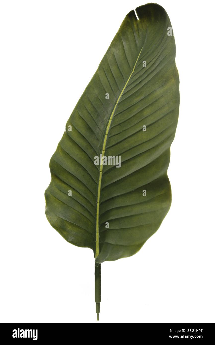 Plante à feuilles de silicone et latex conçue pour imiter le véritable feuillage, idéale pour rehausser le décor intérieur. Fournit une touche vibrante et durable à n'importe quel envir Banque D'Images