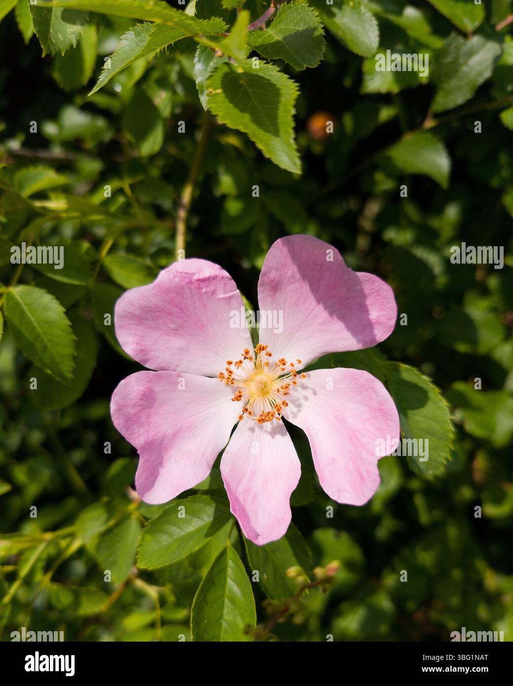 Dog rose, rosa canina Banque D'Images