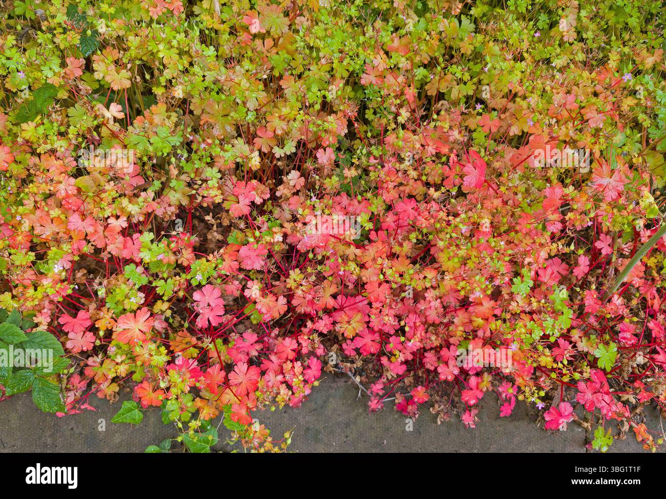 Géranium sp. feuilles rouges et vertes colorées Banque D'Images