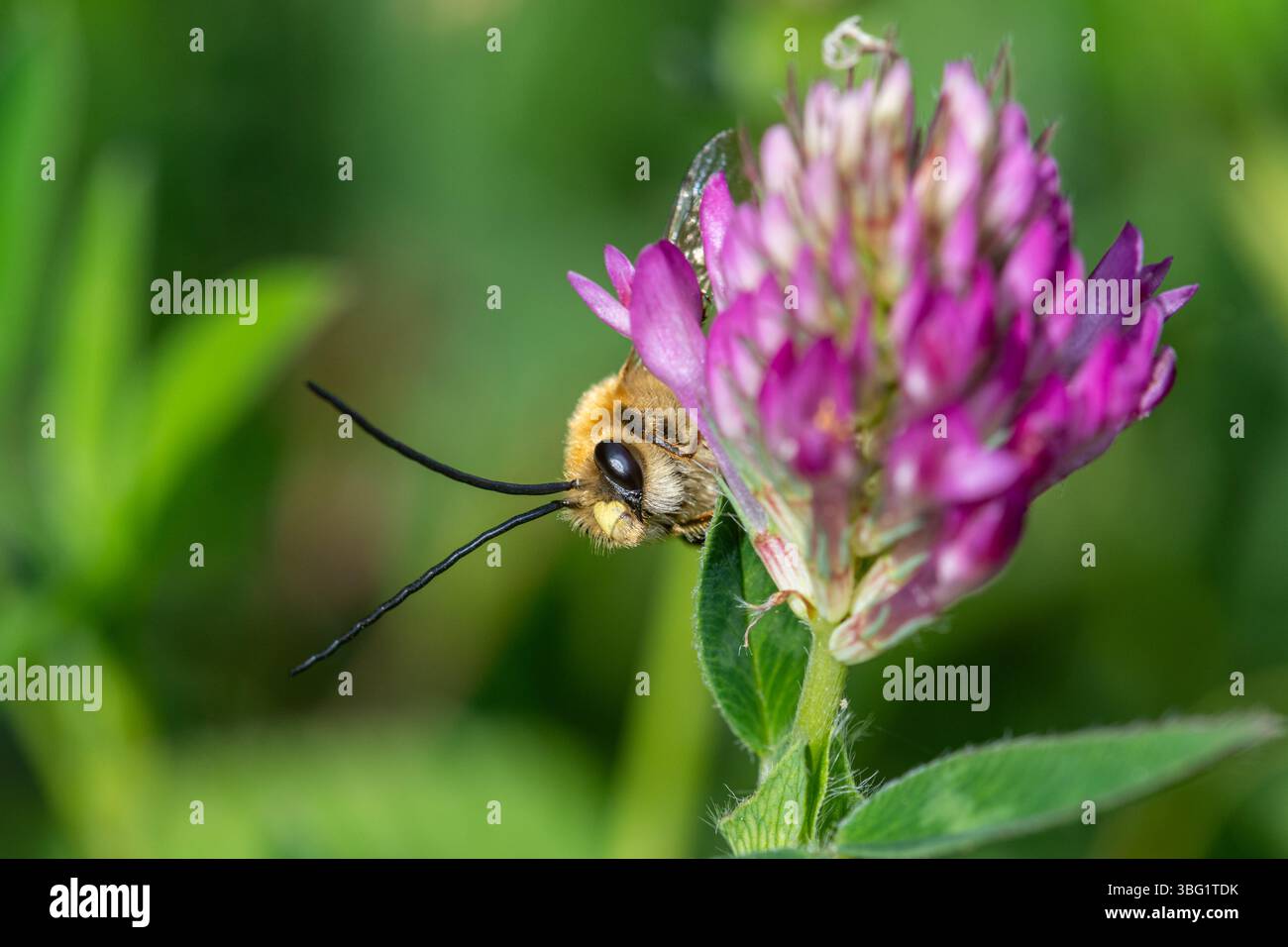 Abeille à longue corne (Eucera longicornis), insecte mâle avec de longues antennes sur fleur de trèfle rouge, West Sussex, Angleterre, Royaume-Uni Banque D'Images