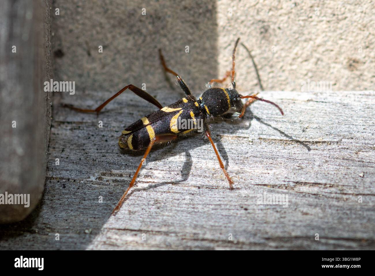Coléoptère des guêpes (Clytus arietis), un coléoptère longhorn avec des rayures noires et jaunes, imitant les guêpes, Angleterre, Royaume-Uni Banque D'Images