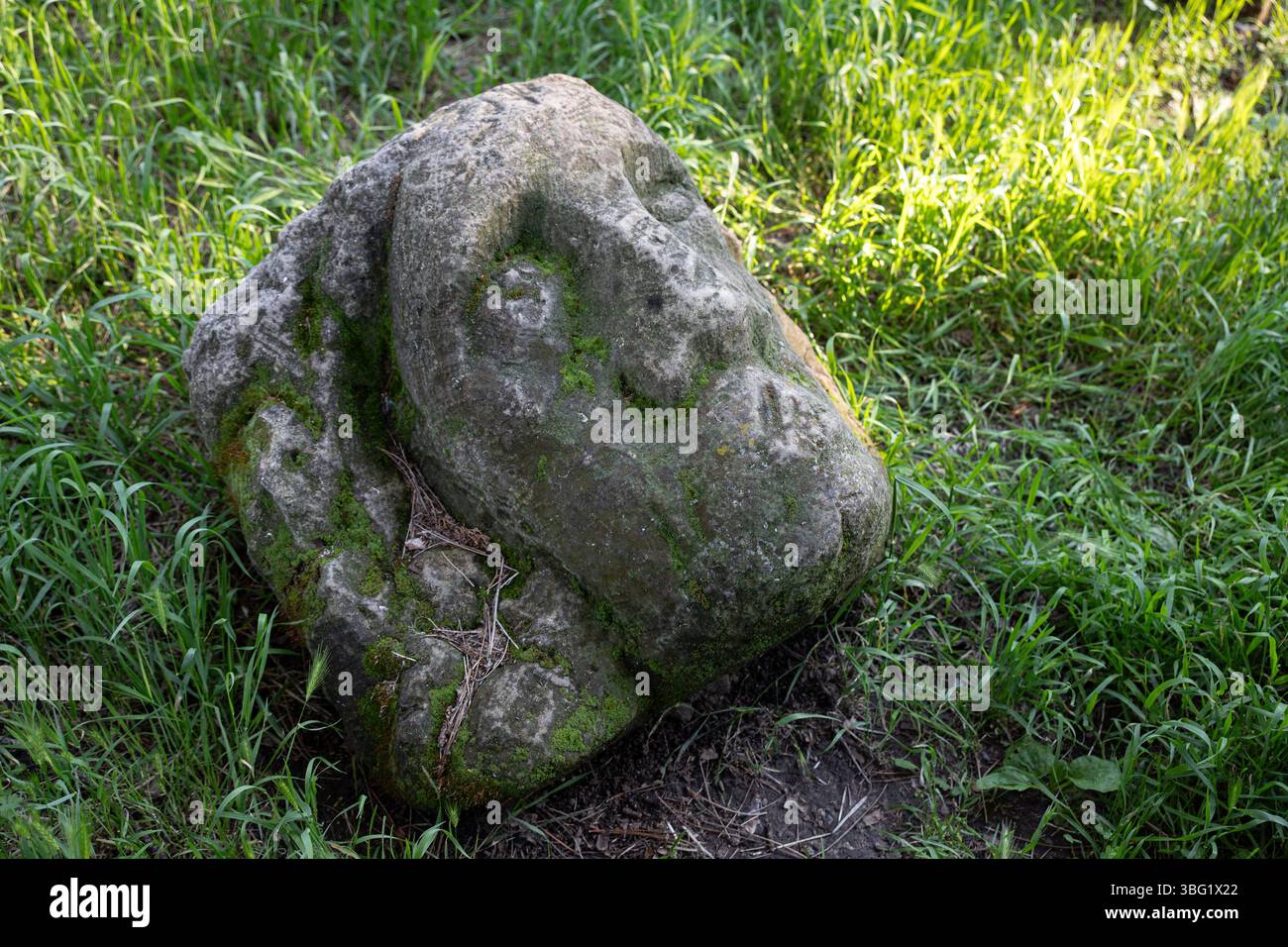 la tête d'une statue de pierre d'un homme levant les yeux, placée dans l'herbe, dans l'ombre, dans le jardin botanique par une journée ensoleillée d'été Banque D'Images