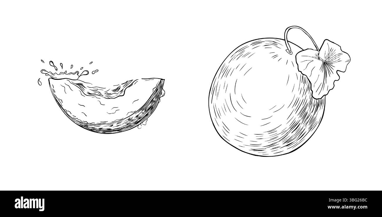 Melon entier, feuille et tranche juteuse avec des gouttes dessinées à la main illustration vectorielle de contour noir et blanc. Croquis d'art de ligne de fruits d'été rond pour l'emballage Illustration de Vecteur