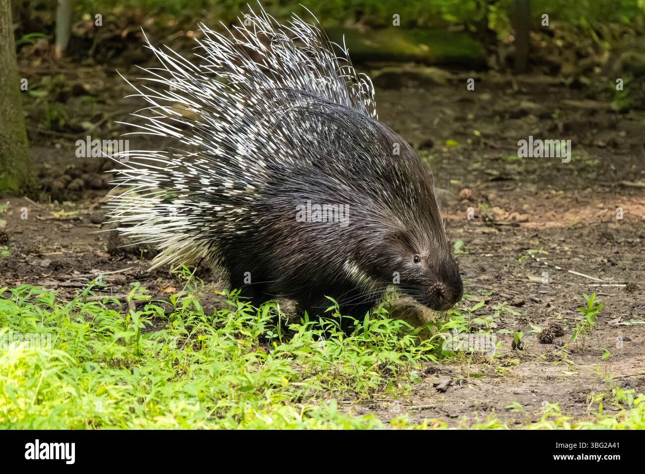 Cape Porcupine (hystrix africaeaustralis) au Yellow River Wildlife Sanctuary à Lilburn, Géorgie, juste à l'est d'Atlanta. (ÉTATS-UNIS) Banque D'Images