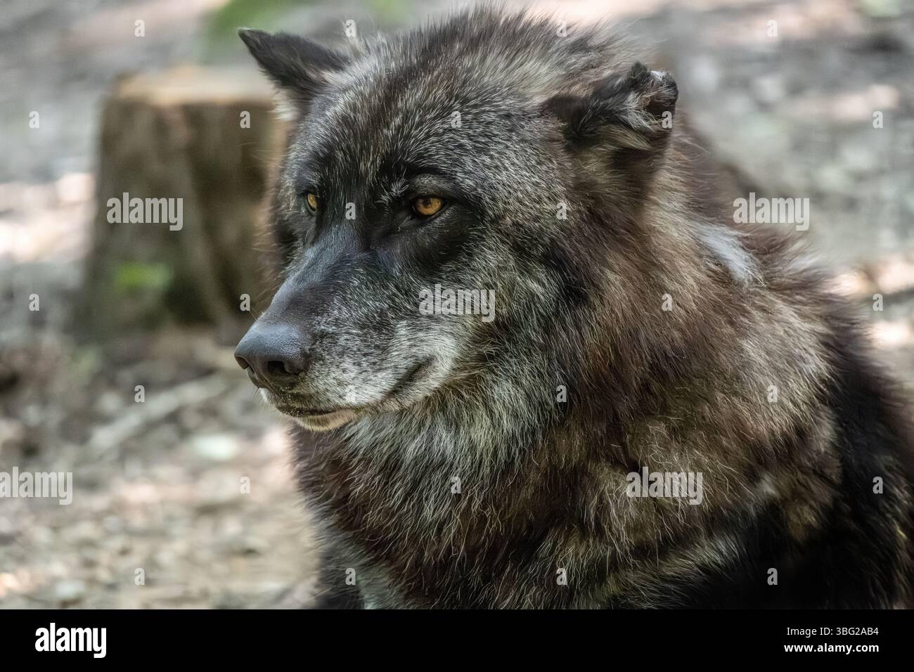 Le loup de la toundra d'Alaska, également connu sous le nom de loup gris (canis lupus tundrarum), au Yellow River Wildlife Sanctuary à Lilburn, en Géorgie, près d'Atlanta. Banque D'Images Le loup de la toundra d'Alaska, également connu sous le nom de loup gris (canis lupus tundrarum), au Yellow River Wildlife Sanctuary à Lilburn, en Géorgie, près d'Atlanta. Banque D'Images