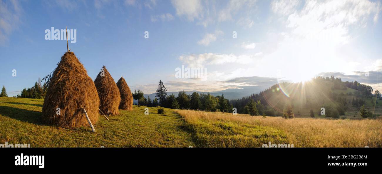 Paysage serein avec des meules de foin traditionnelles debout sur une prairie herbeuse. Scène baignée de lumière chaude de soleil couchant, avec pour toile de fond des collines ondulantes et de la forêt lointaine sous ciel bleu clair. Banque D'Images