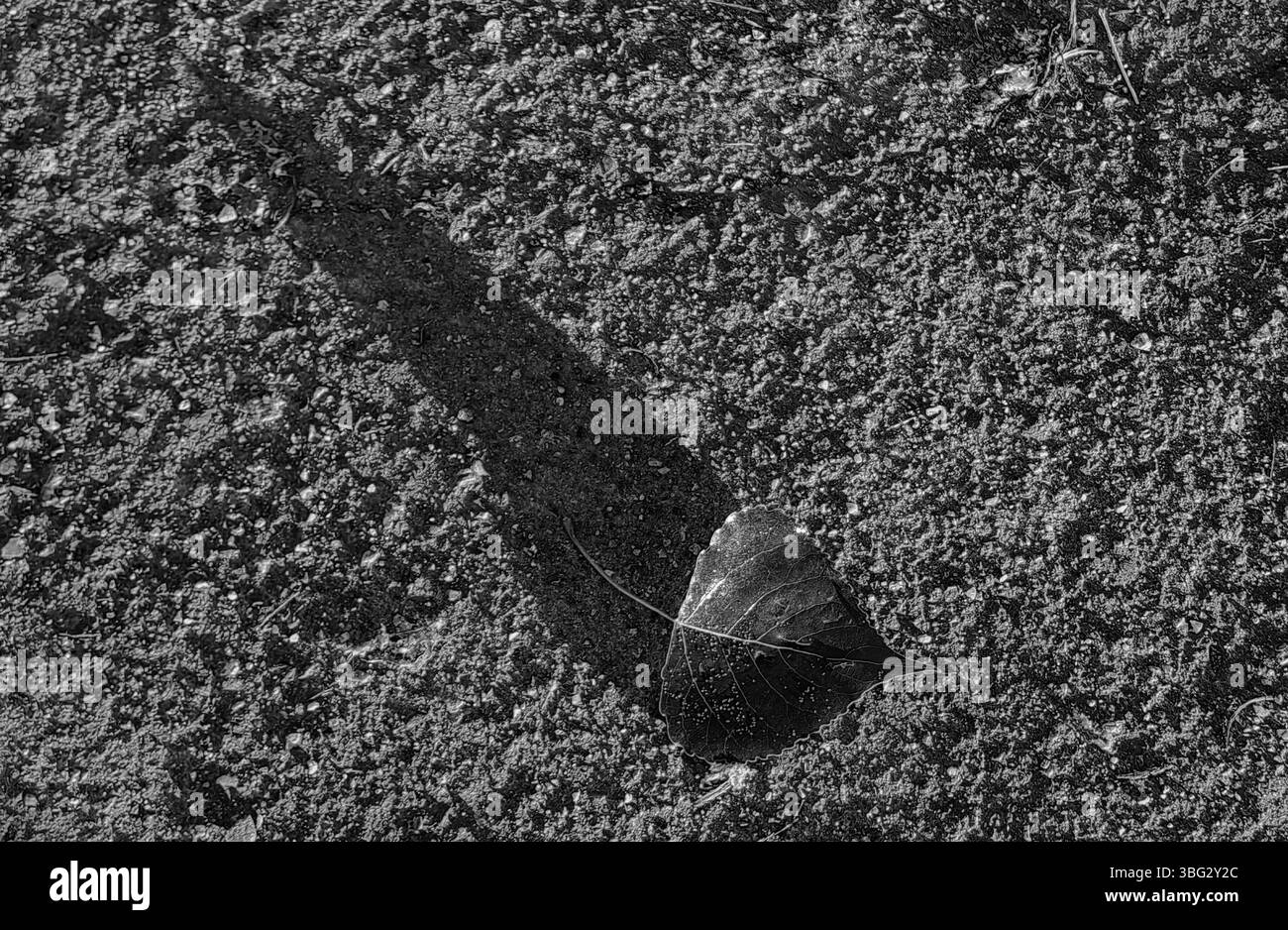 Lumière décolorée : Fallen Leaf et Shadow. Teintes monochromes. Banque D'Images