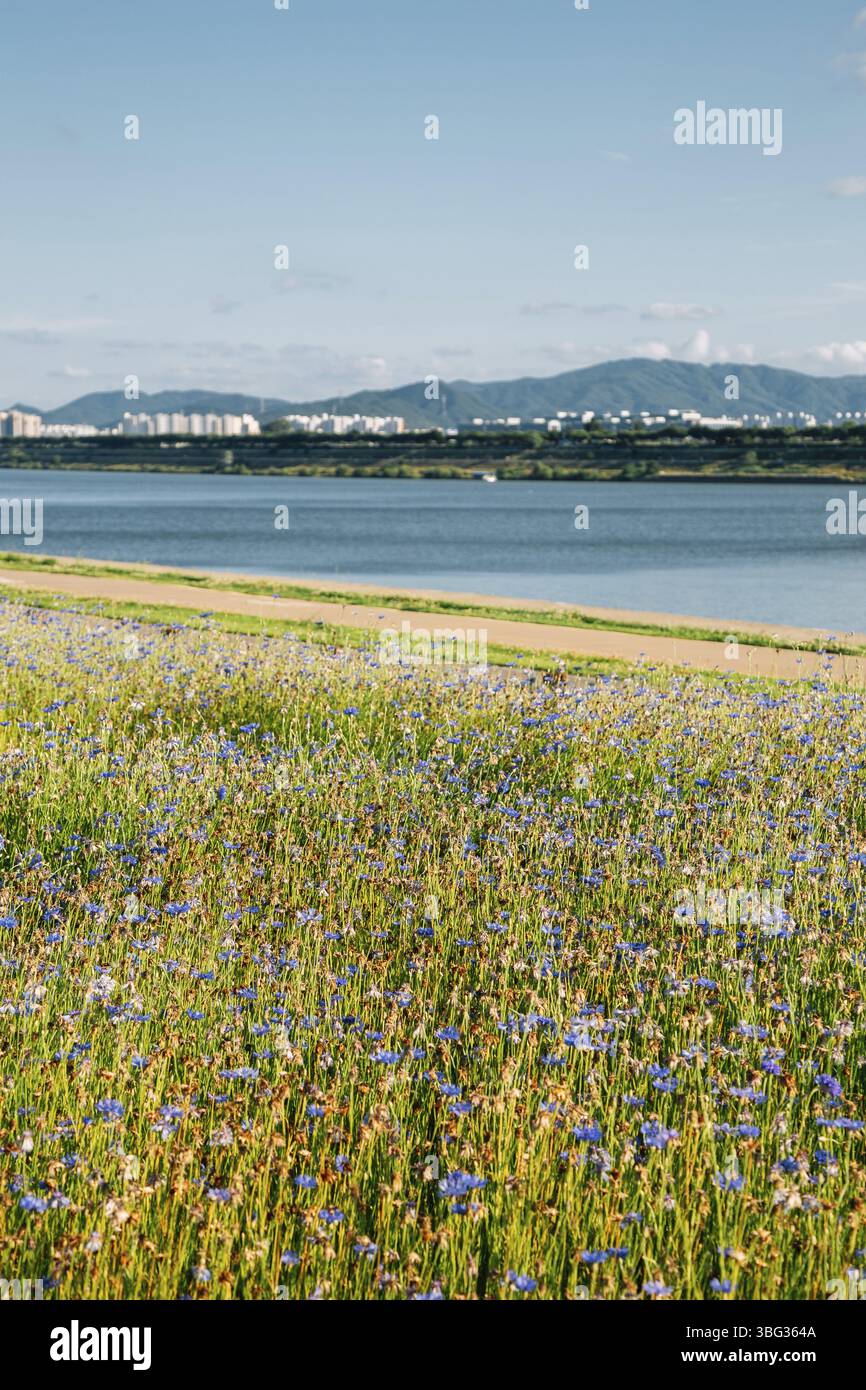 Namyangju Hangang River Park District de Sampae au printemps en corée Banque D'Images