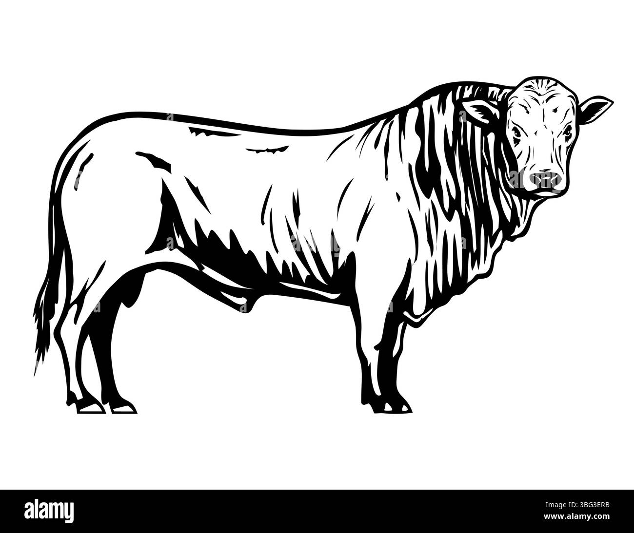 Illustration mascotte d'un taureau Romagnole de la région Emilie-Romagne du nord de l'Italie d'un groupe Podolique de bovins gris sur fond blanc isolé Illustration de Vecteur