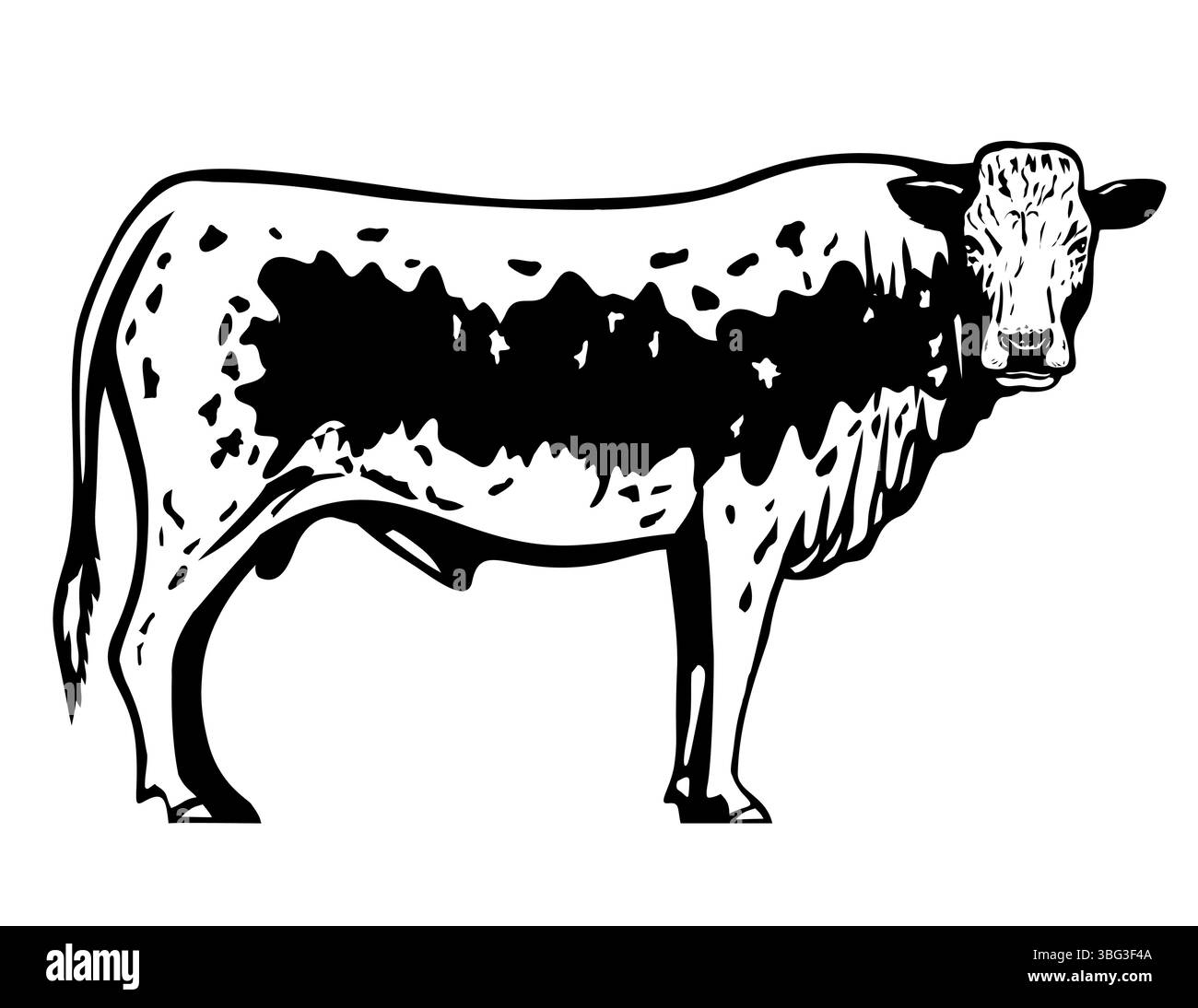 Illustration mascotte d'un Pustertaler Sprinzen, Pustertaler ou Pustertaler Schecken, une race italienne rare de bovins de la vallée de Puster sur isolé Illustration de Vecteur