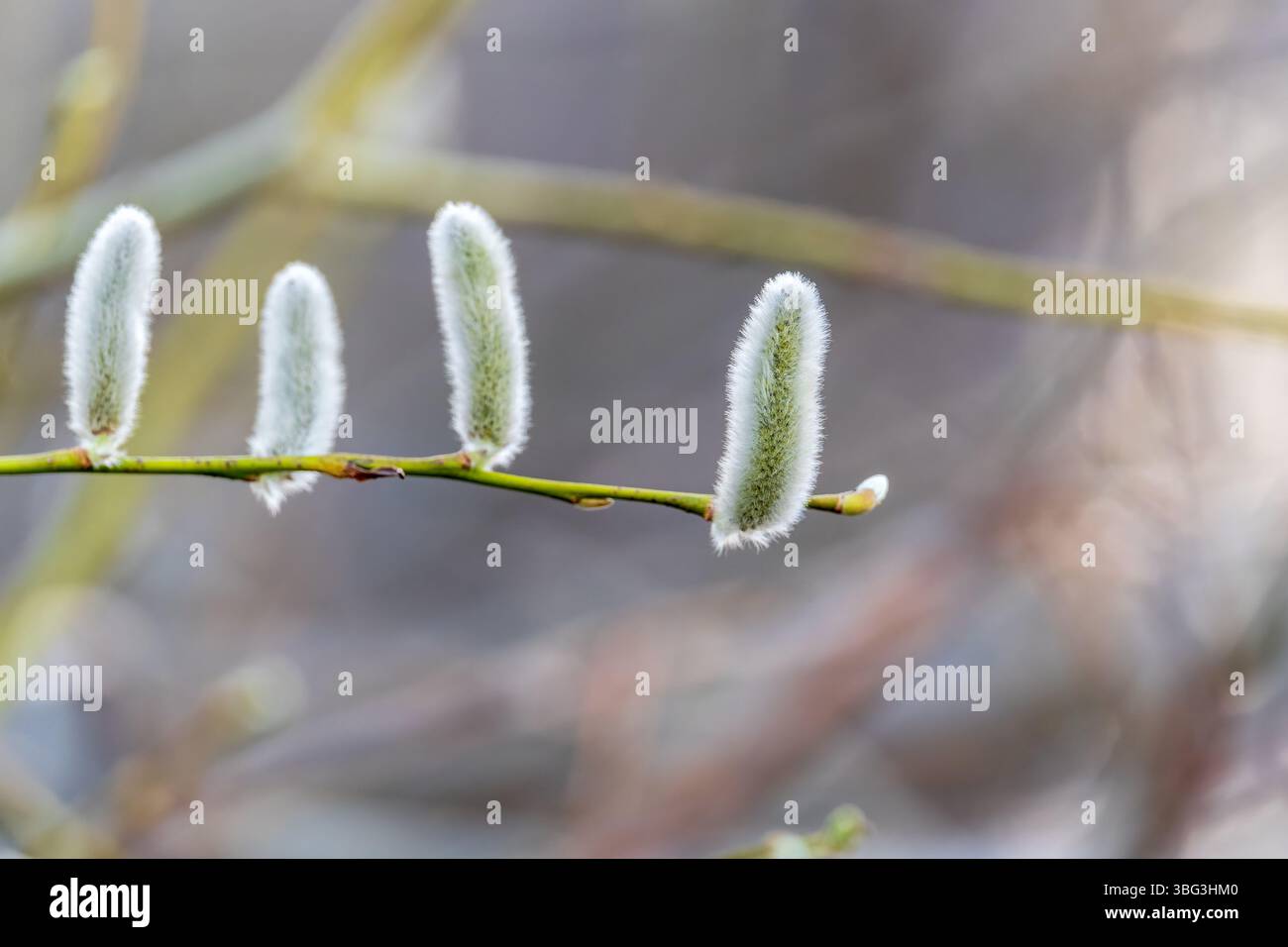 La nature se réveille au printemps. Brindilles de saule en fleurs et chatons de saule à fourrure, appelés phoques ou chats. Dimanche des palmiers. Saule houx, Salix caprea Banque D'Images