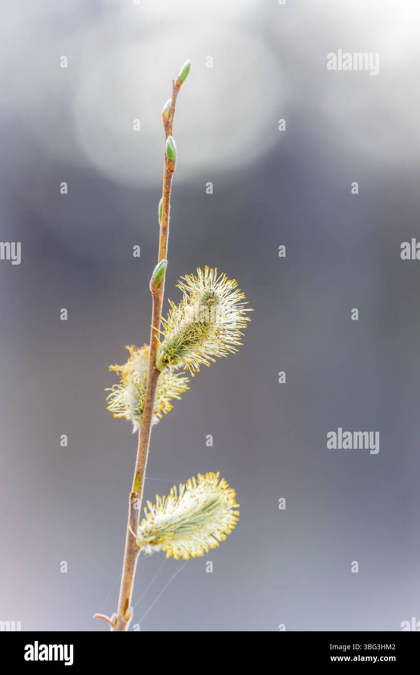 La nature se réveille au printemps. Brindilles de saule en fleurs et chatons de saule à fourrure, appelés phoques ou chats. Dimanche des palmiers. Saule houx, Salix caprea Banque D'Images