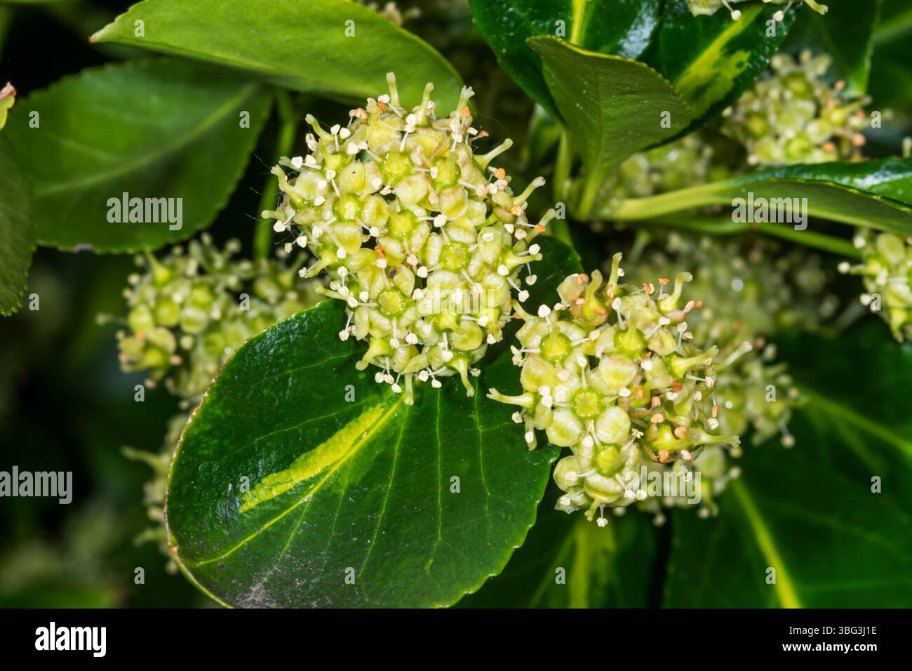 Gros plan sur Euonymus japonicus. Banque D'Images