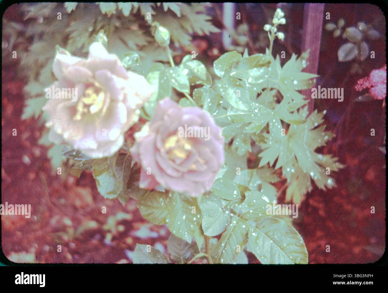 Une autre photographie de la roseraie du président Hoover poussant sur la propriété Mosbacher, mettant en valeur la variété de fleurs cultivée dans le jardin de la famille. Banque D'Images