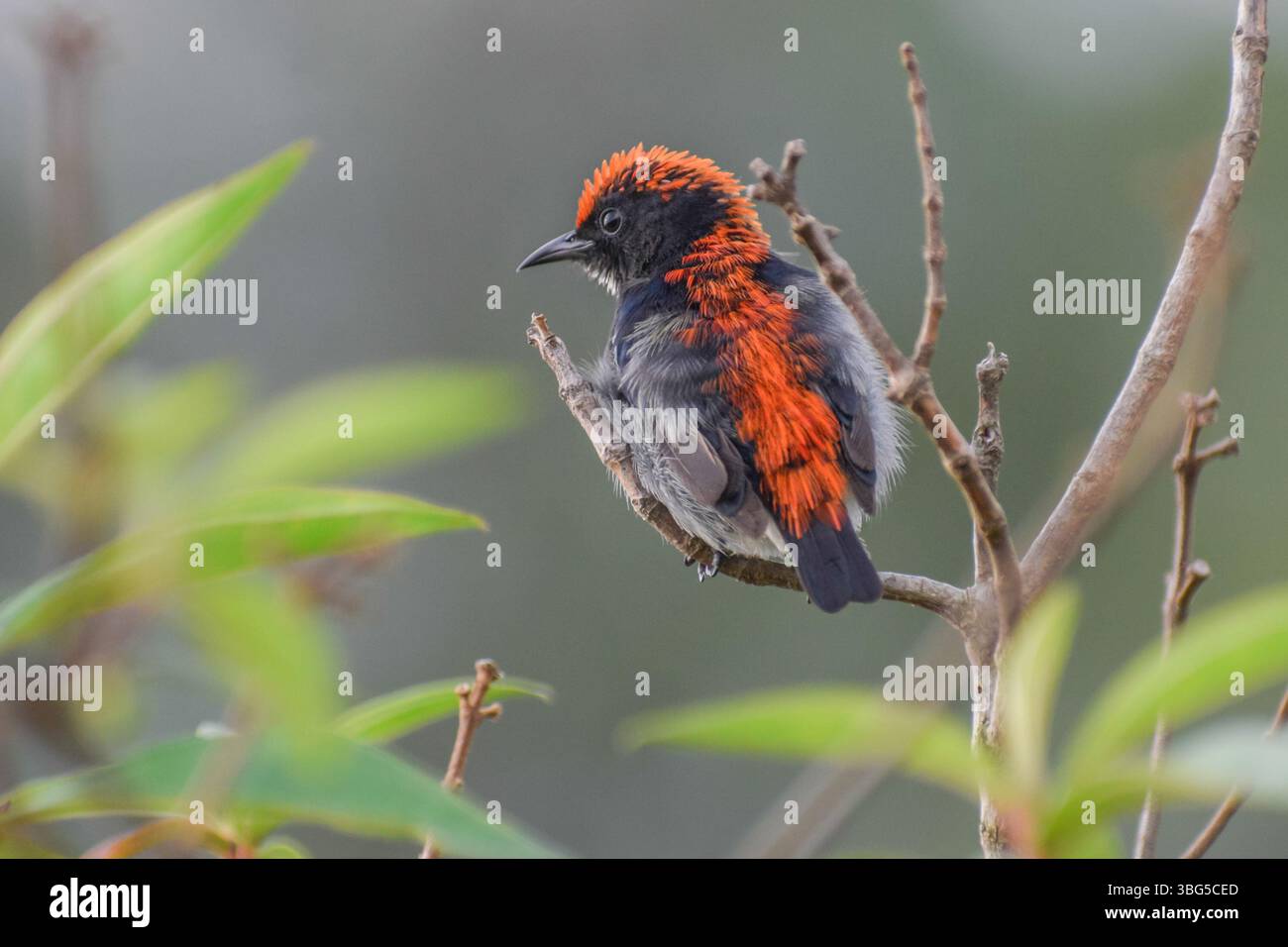 Un jeune sunbird cramoisi. Photographié dans la partie ouest de Singapour. Banque D'Images