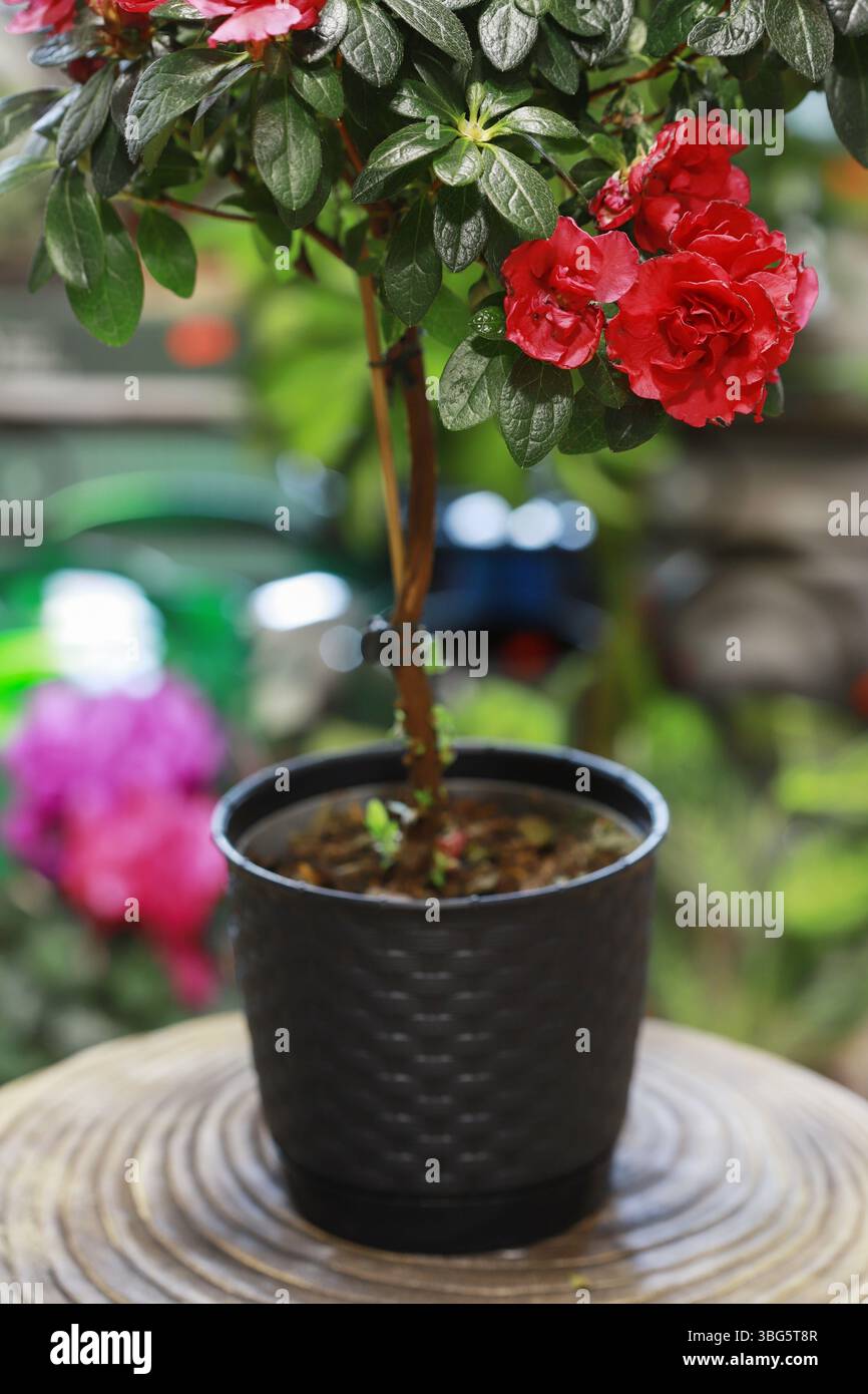 Rhododendron miniature dans un pot, une plante à cultiver à la maison. Jardin hobby, décoration de la maison. Banque D'Images