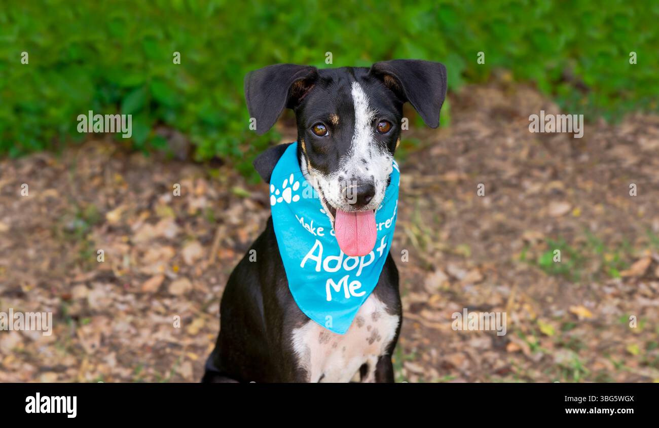 Un chien d'abri pour animaux de sauvetage cherche quelqu'un pour le ramener à la maison Banque D'Images